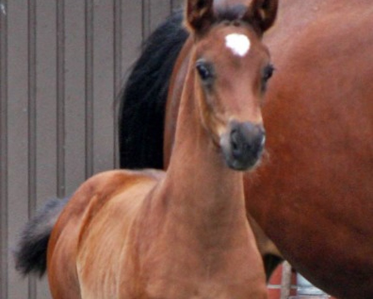 horse Fleur du Coeur S (Hanoverian, 2014, from Fantastic)