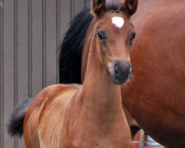 horse Fleur du Coeur S (Hanoverian, 2014, from Fantastic)