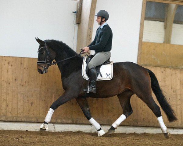 horse Wallach von Fantastic/Brentano (Hanoverian, 2014, from Fantastic)