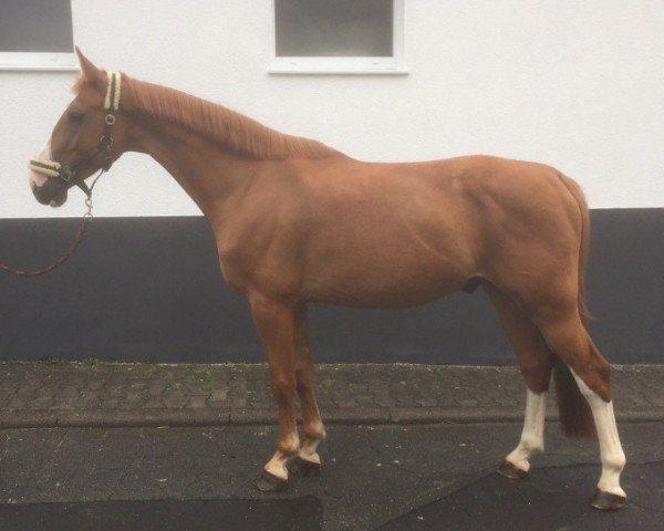 horse Harley (Westphalian, 2011)