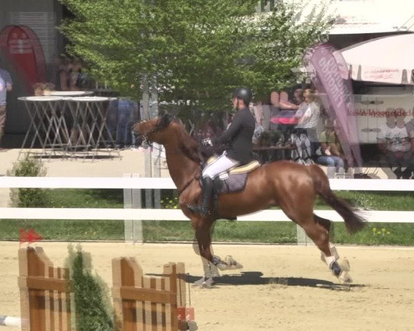 Reitturnier Leutkirch-Diepoldshofen 2018