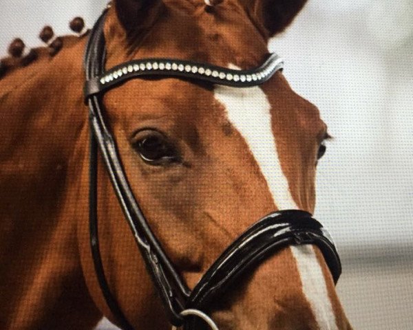 horse Lissara la bonne (Rhinelander, 2010, from Lissaro)