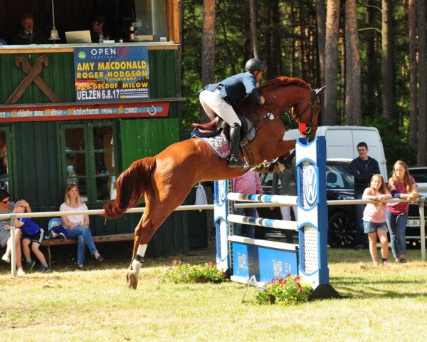jumper Darwin 133 (Hanoverian, 2009, from Daddy Cool)