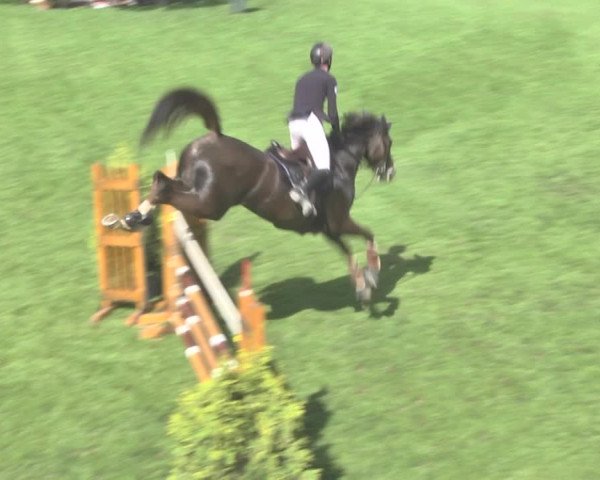 Reitturnier Uster 2018