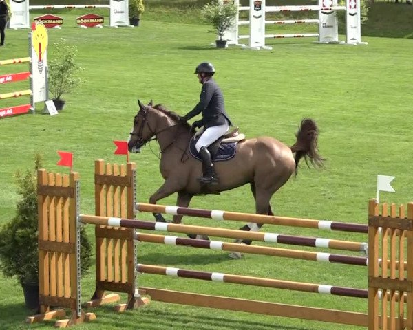 Reitturnier Uster 2018