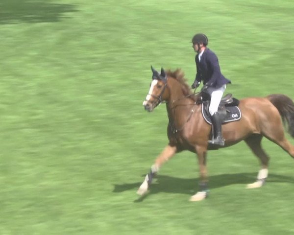 Reitturnier Uster 2018