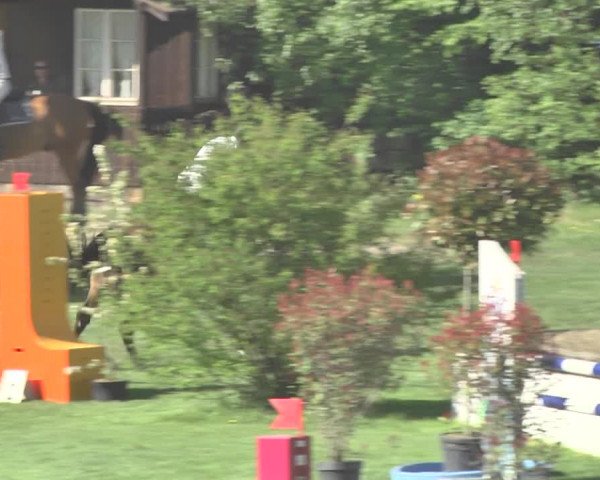 Reitturnier Uster 2018