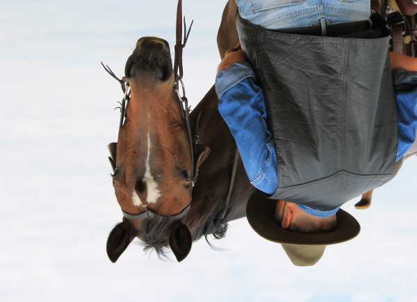 horse Fuchur (Hanoverian, 1993, from Feiner Stern)