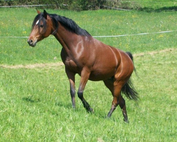 broodmare Contago’s Hope (German Warmblood, 2005, from Contago)