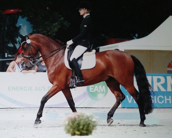 dressage horse Cyrano le beau 2 (Holsteiner, 2007, from Cassis)