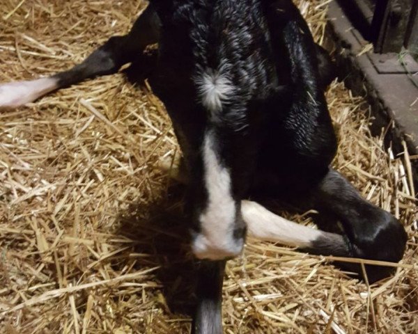 Springpferd Paico (Hannoveraner, 2017, von Perigueux)