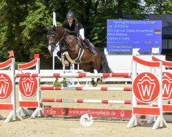 Springpferd Call Me Charly Brown (Holsteiner, 2011, von Connor 48)