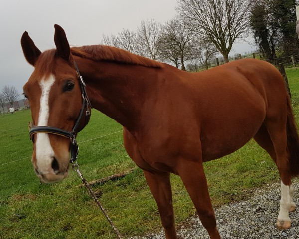 horse Cascadeur (German Sport Horse, 2007, from Classikels)