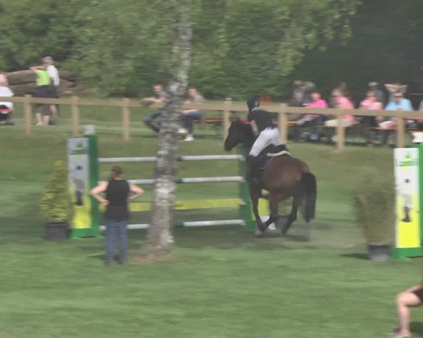Reitturnier Uster 2018