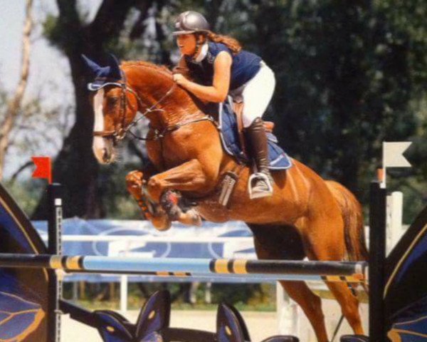 jumper Speed de Vains (Selle Français, 2006, from Allegreto)