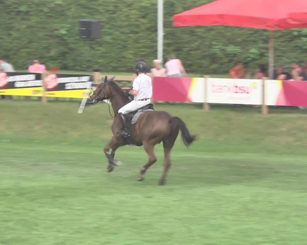 Reitturnier Uster 2018