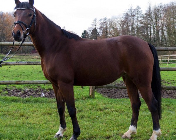 Pferd Faraona (Deutsches Reitpony, 2013, von For Next Generation)