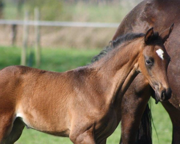 Pferd Filia Leandra (Westfale, 2016, von Franziskus FRH)