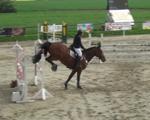 Reitturnier Xanten - Moermter 2018
