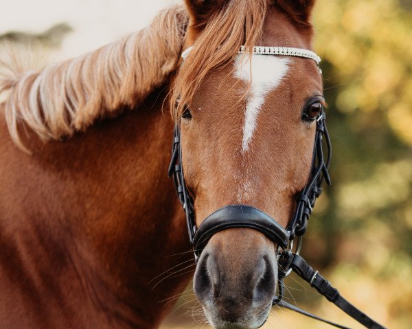 dressage horse Casper 331 (German Riding Pony, 2005, from Claus)