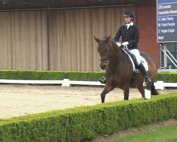 Reitturnier Baldham 2018