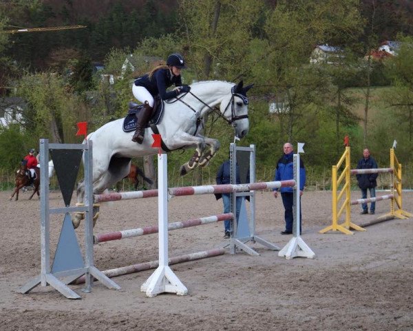 jumper Callgirl S (Holsteiner, 2007, from Cassaro 5)