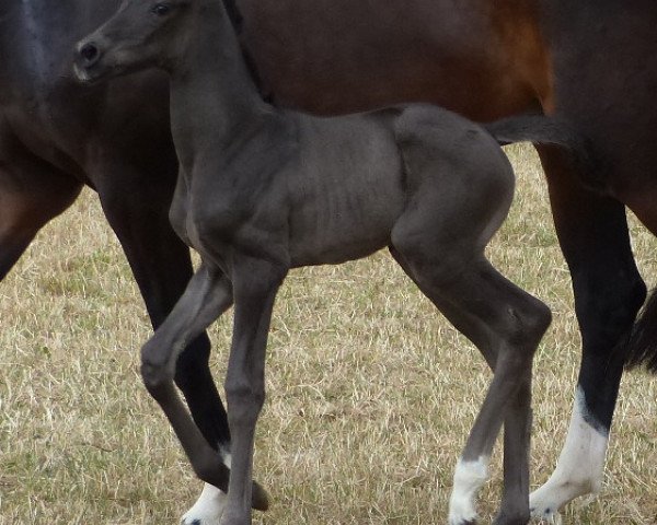 horse Sannika (German Sport Horse, 2014, from Stockholm)