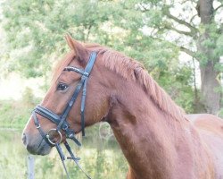 Dressurpferd Deja-vu 37 (Deutsches Reitpony, 2010, von FS Don't Worry)