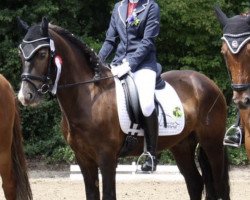 dressage horse Alfie 3 (unknown, 2012)