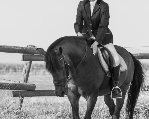 Deckhengst Boy (New-Forest-Pony, 1988, von Watershof Pretendent)