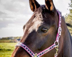 dressage horse Sambooca (German Warmblood, 2004, from Starlight 187)