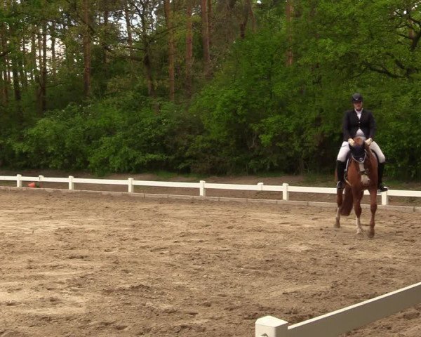 Reitturnier Meppen 2018