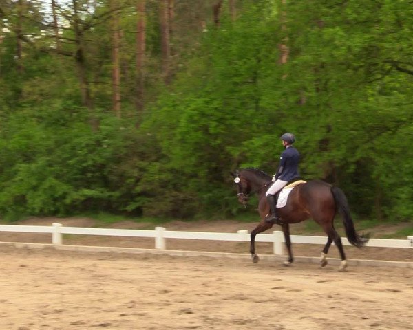 Reitturnier Meppen 2018
