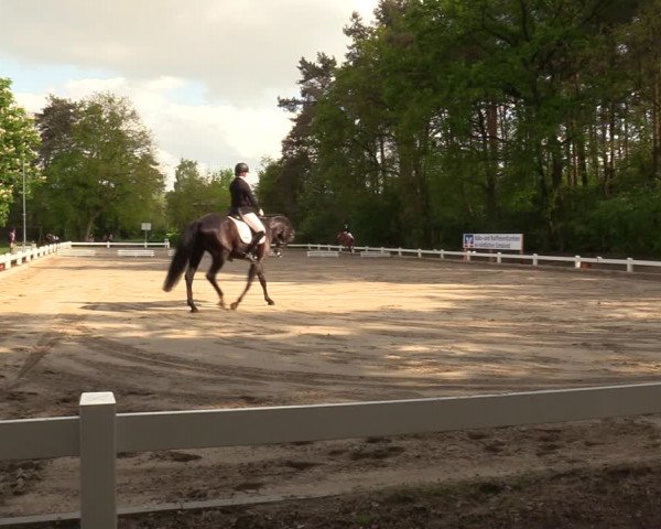 Reitturnier Meppen 2018