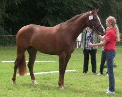Zuchtstute Lady Moonlight (Westfale, 2011, von Lord Lancer)