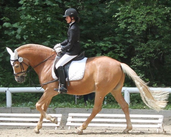 dressage horse Duke 271 (German Riding Pony, 2005, from Donchester)
