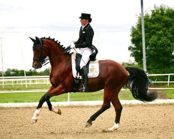 dressage horse Sirius B 2 (Austrian Warmblood, 2009, from Scolari)