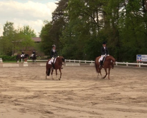 Reitturnier Meppen 2018