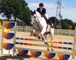 Springpferd Chaplin B (Holsteiner, 2003, von Charmonix V)