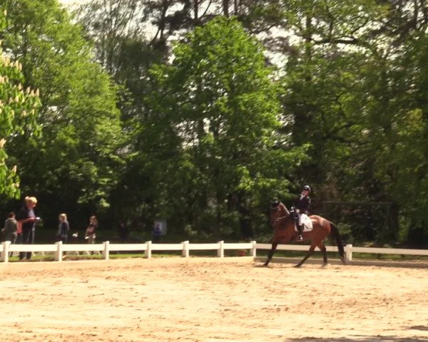 Reitturnier Meppen 2018