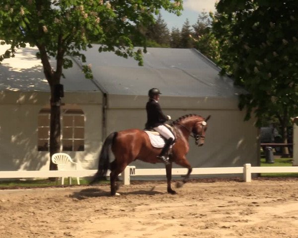 Reitturnier Meppen 2018