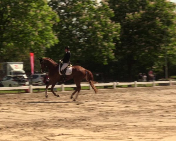 Reitturnier Meppen 2018