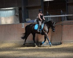 Zuchtstute La Belle (Trakehner, 2001, von Latimer)