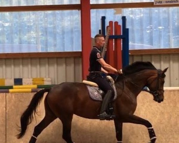 dressage horse Fae Jacky K (Hanoverian, 2012, from Jazz)