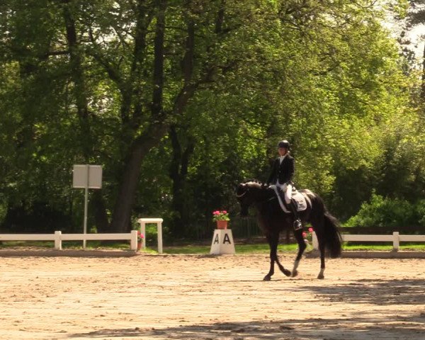 Reitturnier Meppen 2018