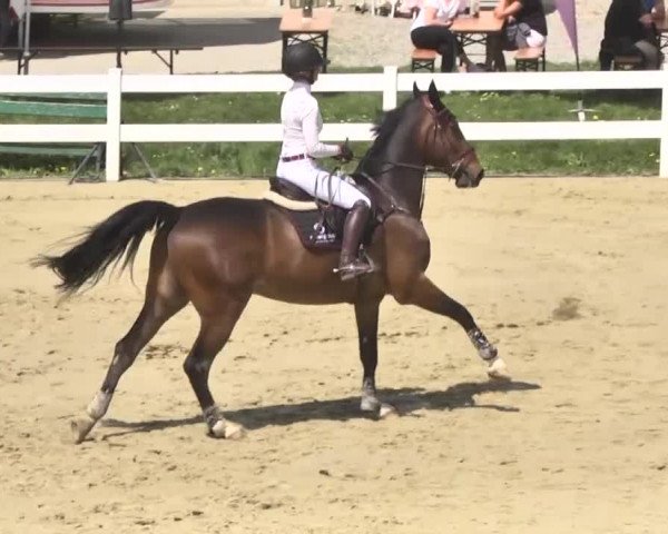 Reitturnier Leutkirch-Diepoldshofen 2018