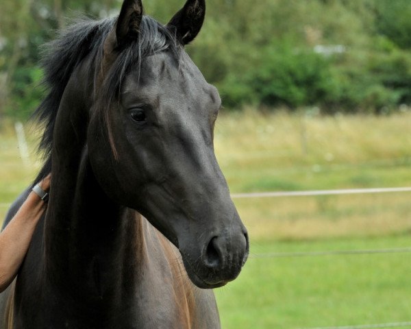 Pferd Calero (Zweibrücker, 2015, von Charanto)
