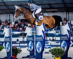 jumper Rowan (anglo european sporthorse, 2003, from Animo)