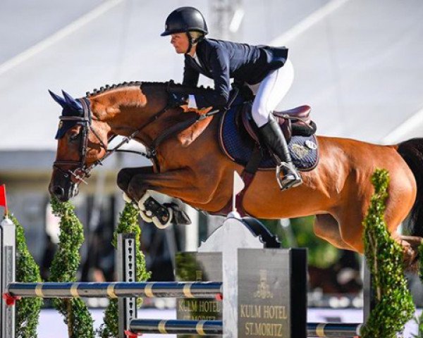 Springpferd Sir Landal Joter (Brasilianisches Reitpferd, 2007, von Singulord Joter)