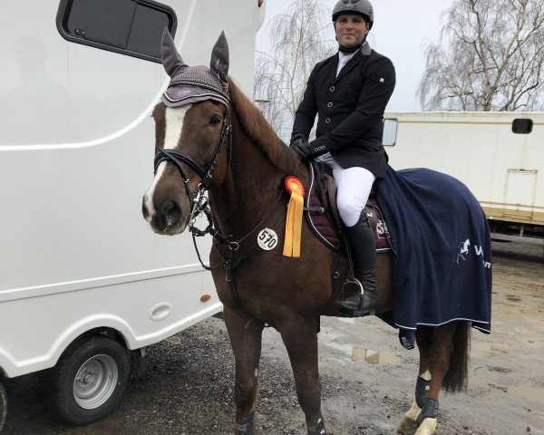 stallion Quinten 20 (German Warmblood, 2006, from Quinn Step)